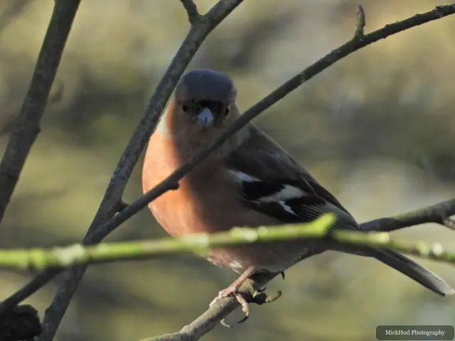 A male chaffinch looks through the branches, its reddish plumage catching the light.