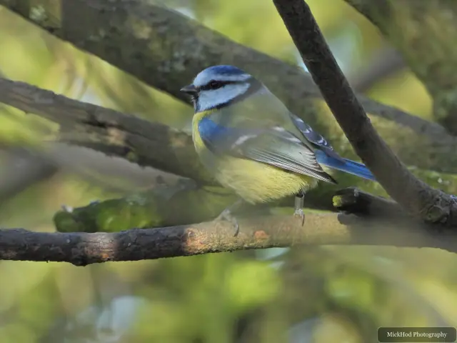 A blue tit balances on a branch among fresh green leaves.