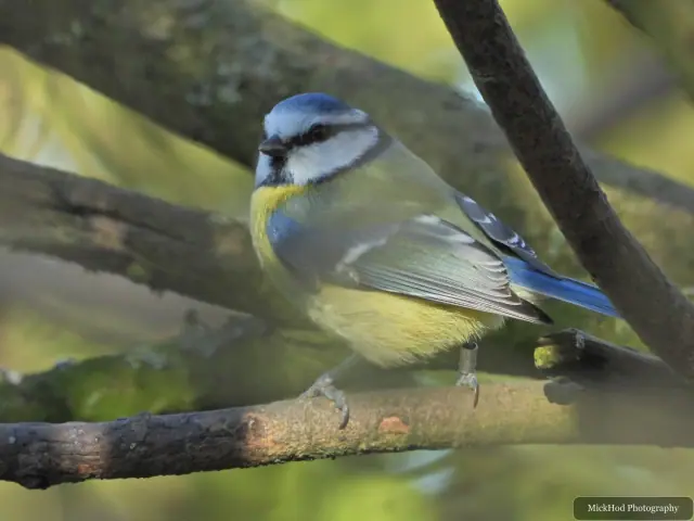 A blue tit pauses on a branch, showing its blue cap and yellow breast.