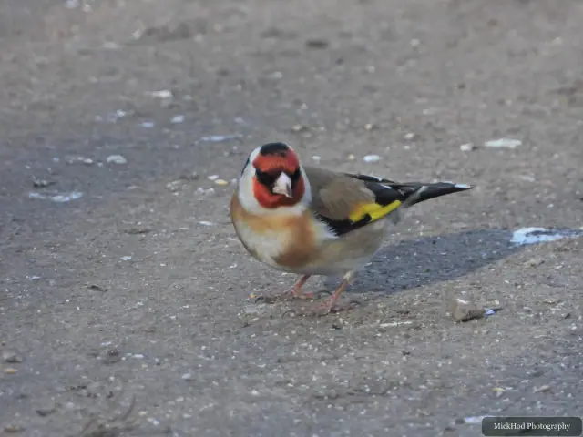 A goldfinch stands on the ground, its red face and yellow wing bar bright against the muted path.