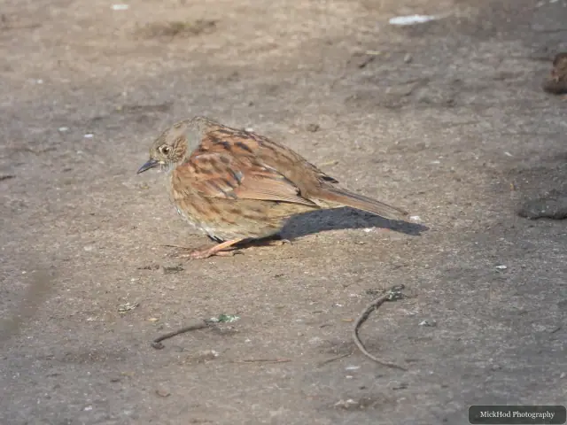 A female pheasant walks across the path, her mottled brown plumage blending with the ground.