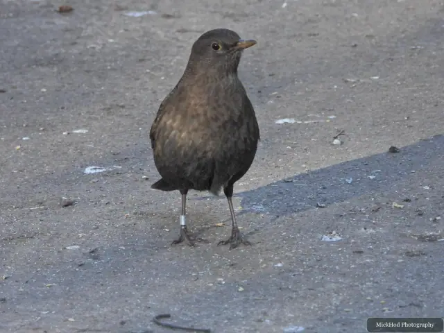 A dark-plumaged blackbird stands on the path, wearing a small identification ring on its leg.