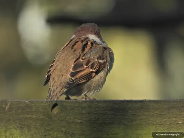 A female house sparrow perches on a wooden rail, seen from behind in soft woodland light.