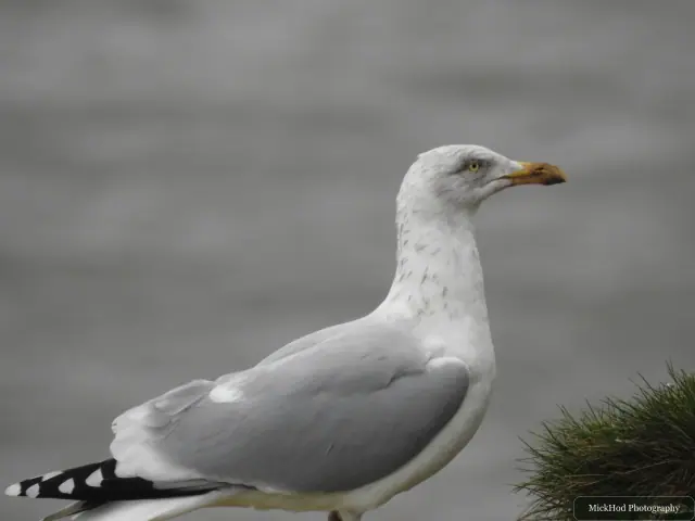 Photographed at Bempton Cliffs: Herring Gull.