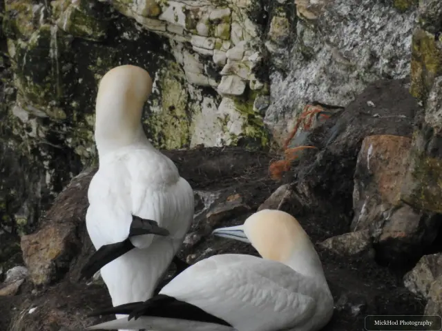 Photographed at Bempton Cliffs: Northern Gannet.