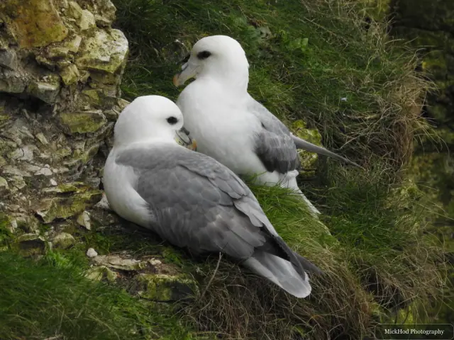 Black-legged Kittiwake at Bempton Cliffs.