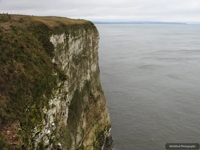 Chalk cliffs meet the sea at Bempton Cliffs.