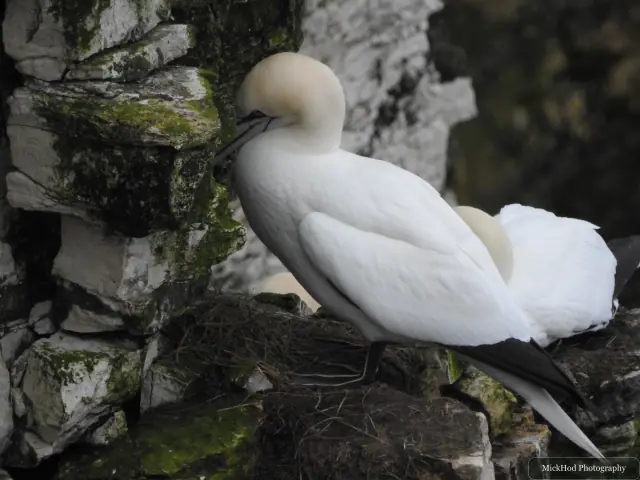 Photographed at Bempton Cliffs: Northern Gannet.