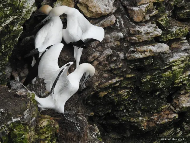 At Bempton Cliffs: Northern Gannet.