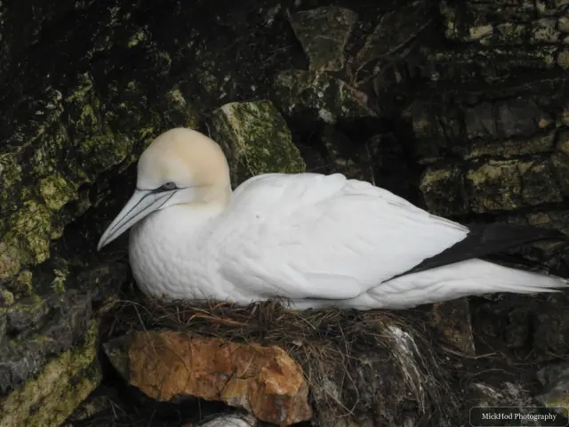 Northern Gannet at Bempton Cliffs.