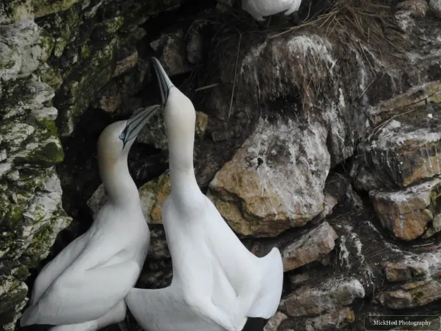 Photographed at Bempton Cliffs: Northern Gannet.