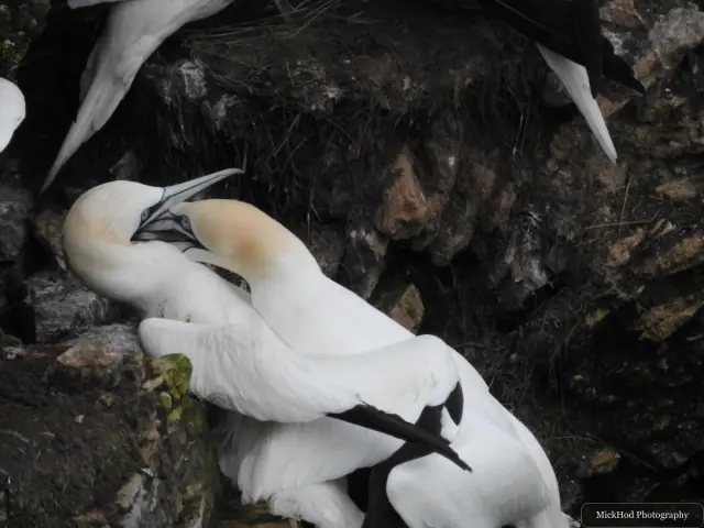 At Bempton Cliffs: Northern Gannet.