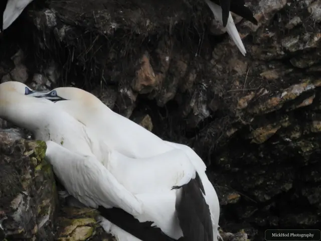 Northern Gannet, seen at Bempton Cliffs.