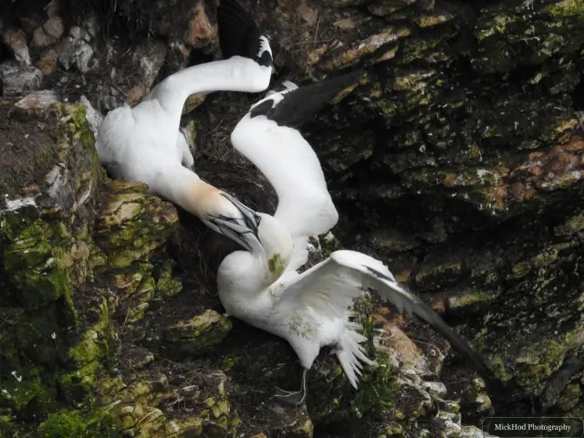 Photographed at Bempton Cliffs: Northern Gannet.