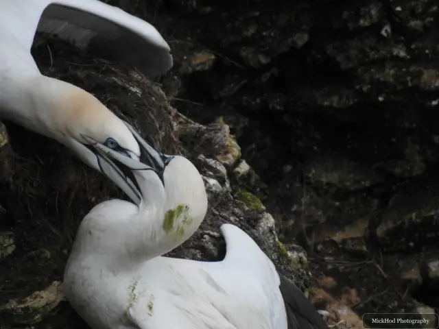 At Bempton Cliffs: Northern Gannet.