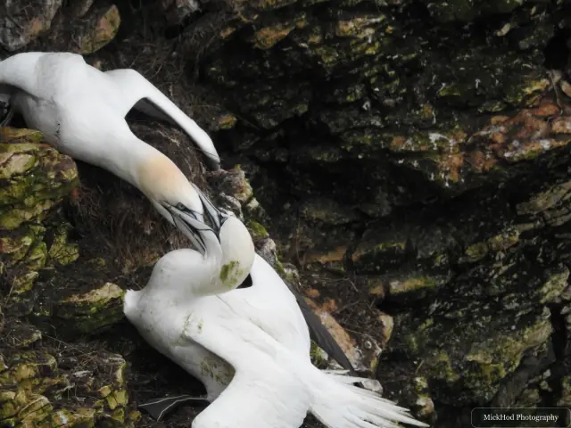 Northern Gannet, seen at Bempton Cliffs.