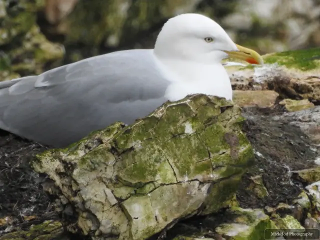 Photographed at Bempton Cliffs: Northern Gannet.