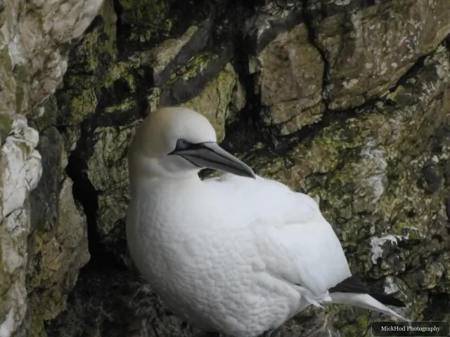 Photographed at Bempton Cliffs: Northern Gannet.