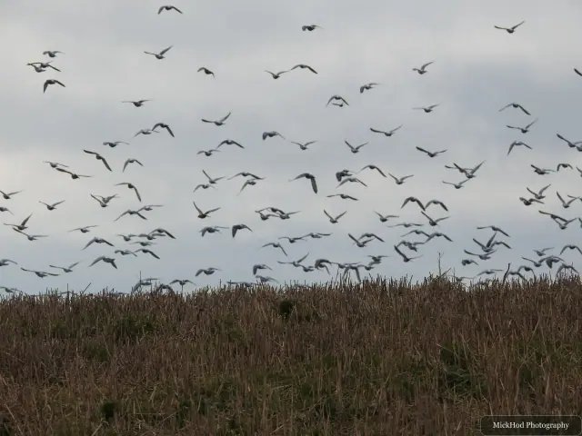 A flock of pigeons photographed over the heath at Bempton Cliffs.