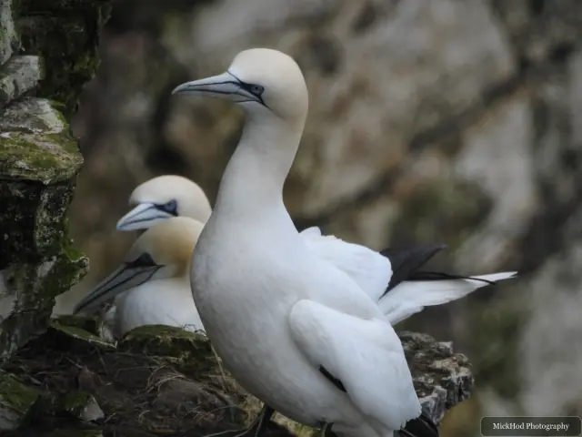 Photographed at Bempton Cliffs: Northern Gannet.