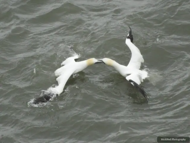 Northern Gannet in flight, seen at Bempton Cliffs.