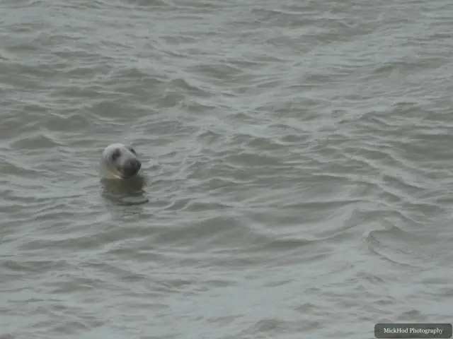 A grey seal surfaces and swims in the water below the coast at Bempton Cliffs.