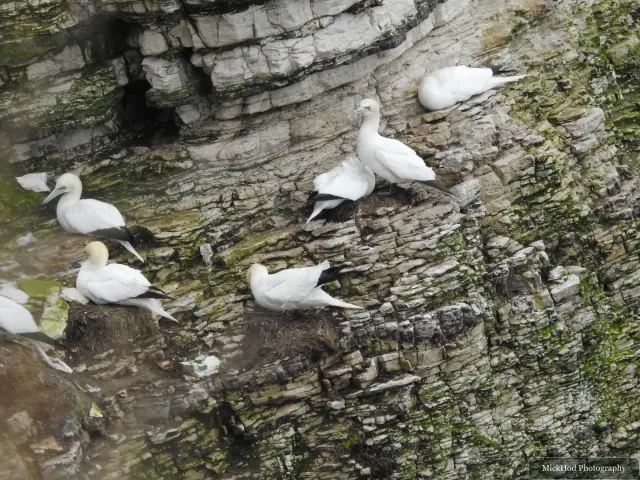 Northern Gannet colony at Bempton Cliffs.