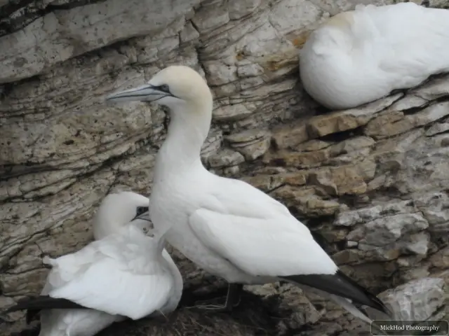 Photographed at Bempton Cliffs: Northern Gannet.