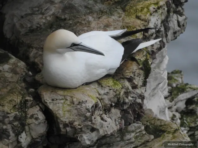At Bempton Cliffs: Northern Gannet.