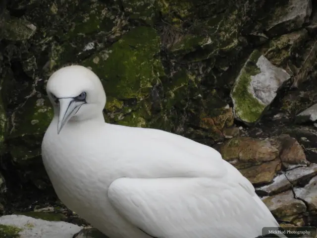 Northern Gannet, seen at Bempton Cliffs.