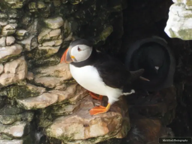 An Atlantic Puffin photographed at Bempton Cliffs.