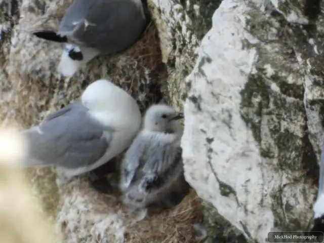 Photographed at Bempton Cliffs: Black-legged Kittiwake with chick.