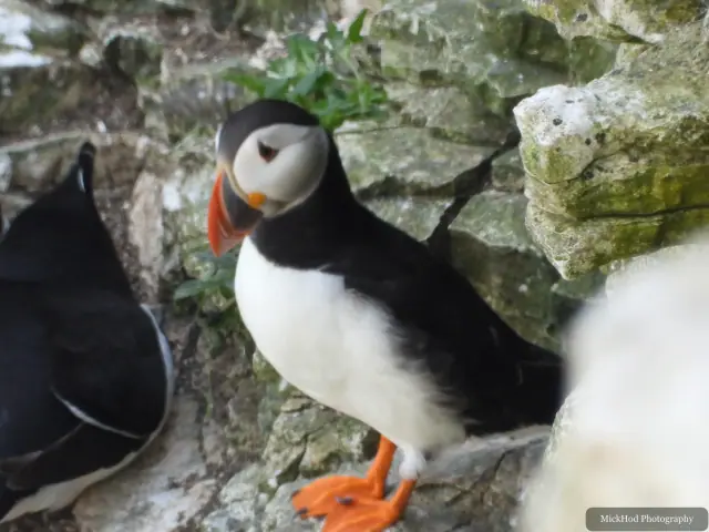 An Atlantic Puffin photographed at Bempton Cliffs.