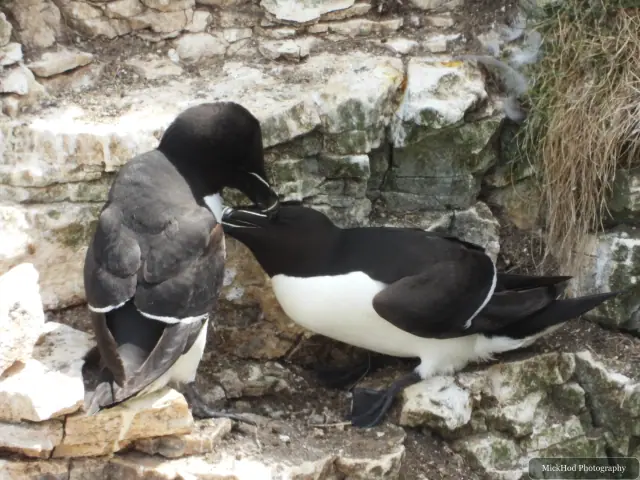 Razorbill at Bempton Cliffs.