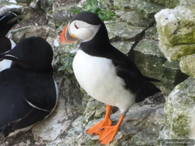 An Atlantic Puffin photographed at Bempton Cliffs.