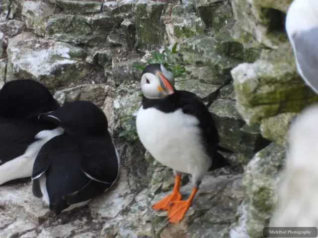 An Atlantic Puffin photographed at Bempton Cliffs.