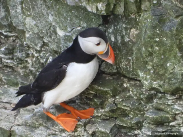 An Atlantic Puffin photographed at Bempton Cliffs.