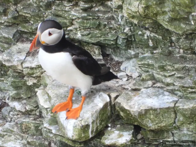 An Atlantic Puffin photographed at Bempton Cliffs.
