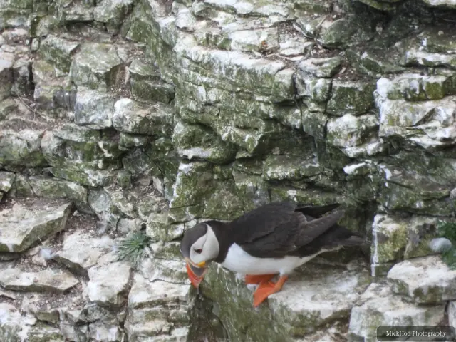 An Atlantic Puffin photographed at Bempton Cliffs.