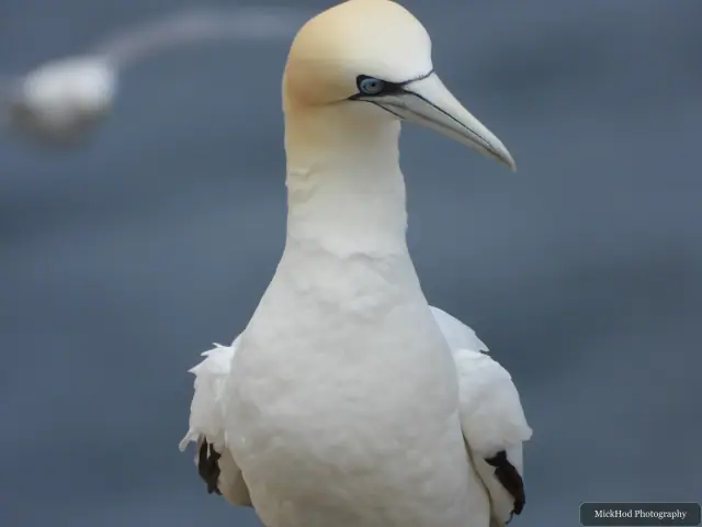 At Bempton Cliffs: Northern Gannet.