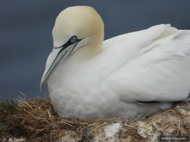 Northern Gannet, seen at Bempton Cliffs.