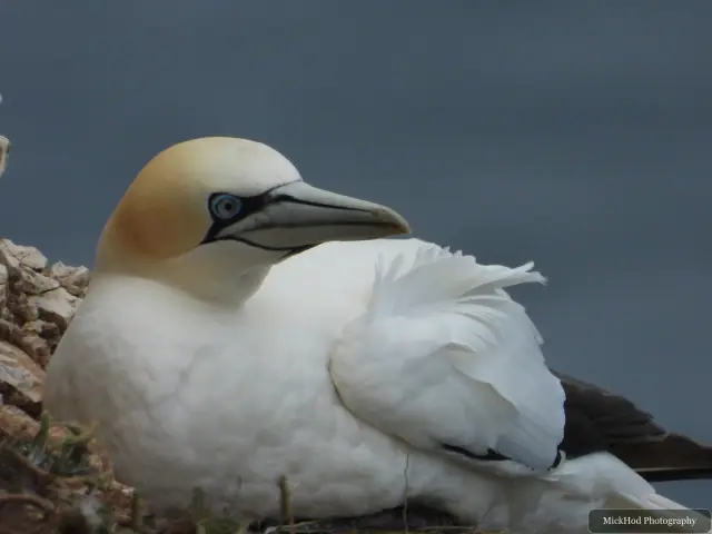 At Bempton Cliffs: Northern Gannet.