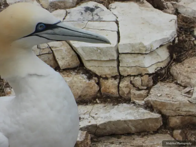 Northern Gannet, seen at Bempton Cliffs.