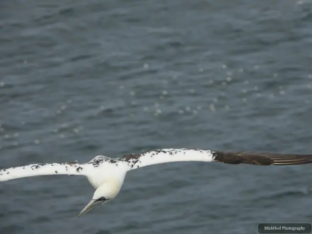 At Bempton Cliffs: Northern Gannet in flight.