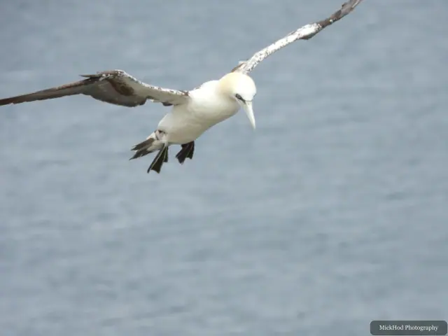At Bempton Cliffs: Northern Gannet.