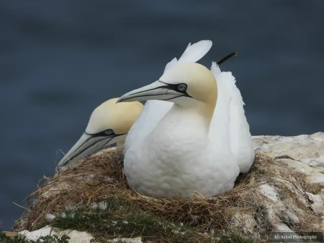 Northern Gannet at Bempton Cliffs.