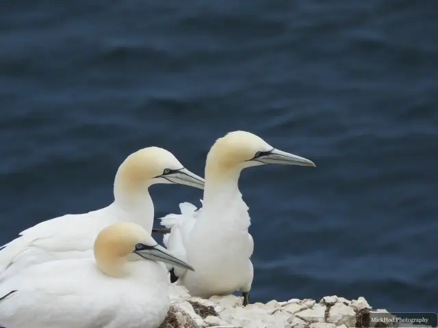 Northern Gannet colony, seen at Bempton Cliffs.