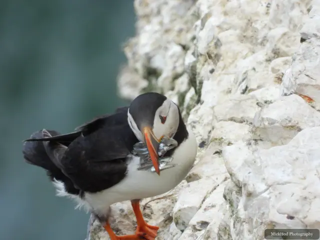 An Atlantic Puffin photographed at Bempton Cliffs.