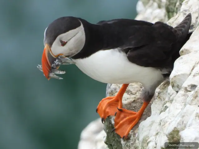 An Atlantic Puffin photographed at Bempton Cliffs.