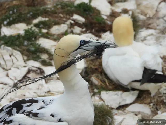 Northern Gannet colony at Bempton Cliffs.